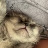 Pu 的头像