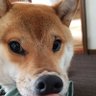 おもち's profile picture