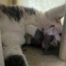 alcremiepuf profil fotoğrafı