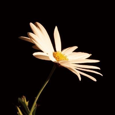 sikkeureo's profile picture