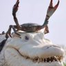 GrenndyGardle's profile picture