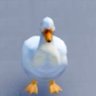 Your local pijon's profile picture