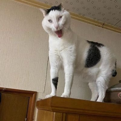 The_redTULIP's profile picture