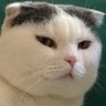 Profilbild von fang fang