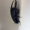 東に住むクワガタ好き 的头像