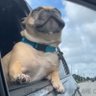 Rami's profile picture