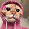 Profilbild von Captain Cat Sparrow