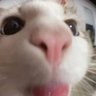 tinsel's profile picture