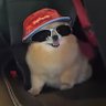 pitoco do rock's profile picture