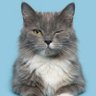 Profilbild von inging