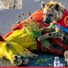 Saa Tusa profil fotoğrafı