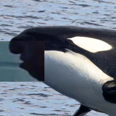 eccorca's profile picture