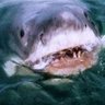Amity Scourge's profile picture