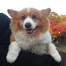 美月かのん 的头像