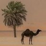 ุฎุงูุฏ's profile picture