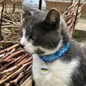 Kattenisverige's profile picture