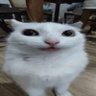 source-cat 的头像