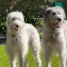 WolfHoundPop profil fotoğrafı