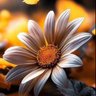 Фото профиля Noor🦋🌻