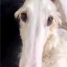 セナ's profile picture