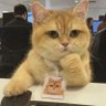 miau profil fotoğrafı