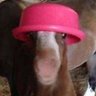 C.I. Polhurr's profile picture