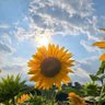 حسام ابو قلب 🤍🌻✨ profil fotoğrafı