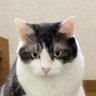 おやじライダーZZ 的头像