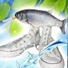 Frutiger Aero Fish 的头像