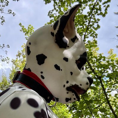 maskedpup 🏳️‍🌈's profile picture