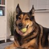 shepsky 的头像