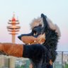 🐾 Flynn 🦊 @ FM 🐾's profile picture
