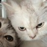 人间观察员 profil fotoğrafı
