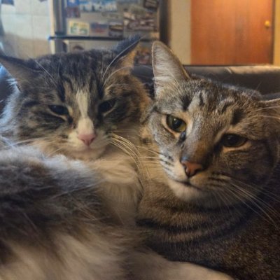 Seba Tetracampeon 16 ⭐🌳🐈⬛🐈⬛'s profile picture