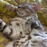 Profilbild von catdad_creator