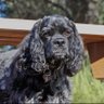 Maxwell Smart's profile picture