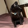 猫の「くーちゃん」と「まりん」ちゃん's profile picture
