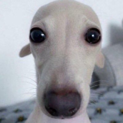 perritocolegaa's profile picture