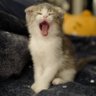 Фото профиля ละลูกแมว 🐱✨