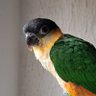 Toon Vermeltfoort profil fotoğrafı
