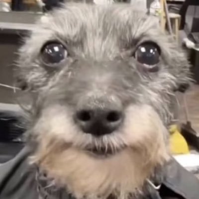pedro's profile picture