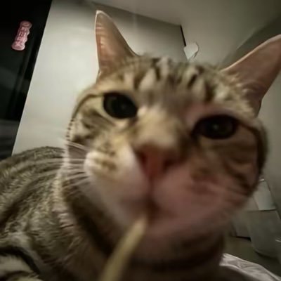 shizeeeeaj's profile picture