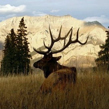 Bull Elk's profile picture