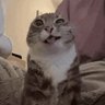 huelesapito's profile picture