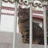 Furyus's profile picture