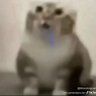 mlem profil fotoğrafı