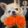 えりんぼ🐱🐶RE-INTRO's profile picture