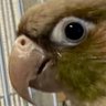 ( ●◉θ◉)手ごねインコつくね(◉ਬ◉●) 的头像