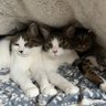 両手に猫's profile picture