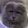 Profilbild von FoulForeskin